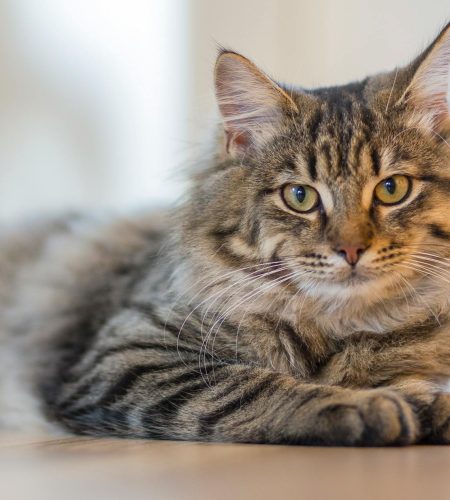 pexels-ingewallu-177809